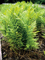 Hardy Fern Dryopteris carthusiana